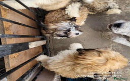 Lhasa Apso dogs for sale: Beautiful lhasa apso  - Image 8