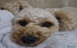 Poochon dogs for sale: Beautiful Poochon Puppies - Image 15