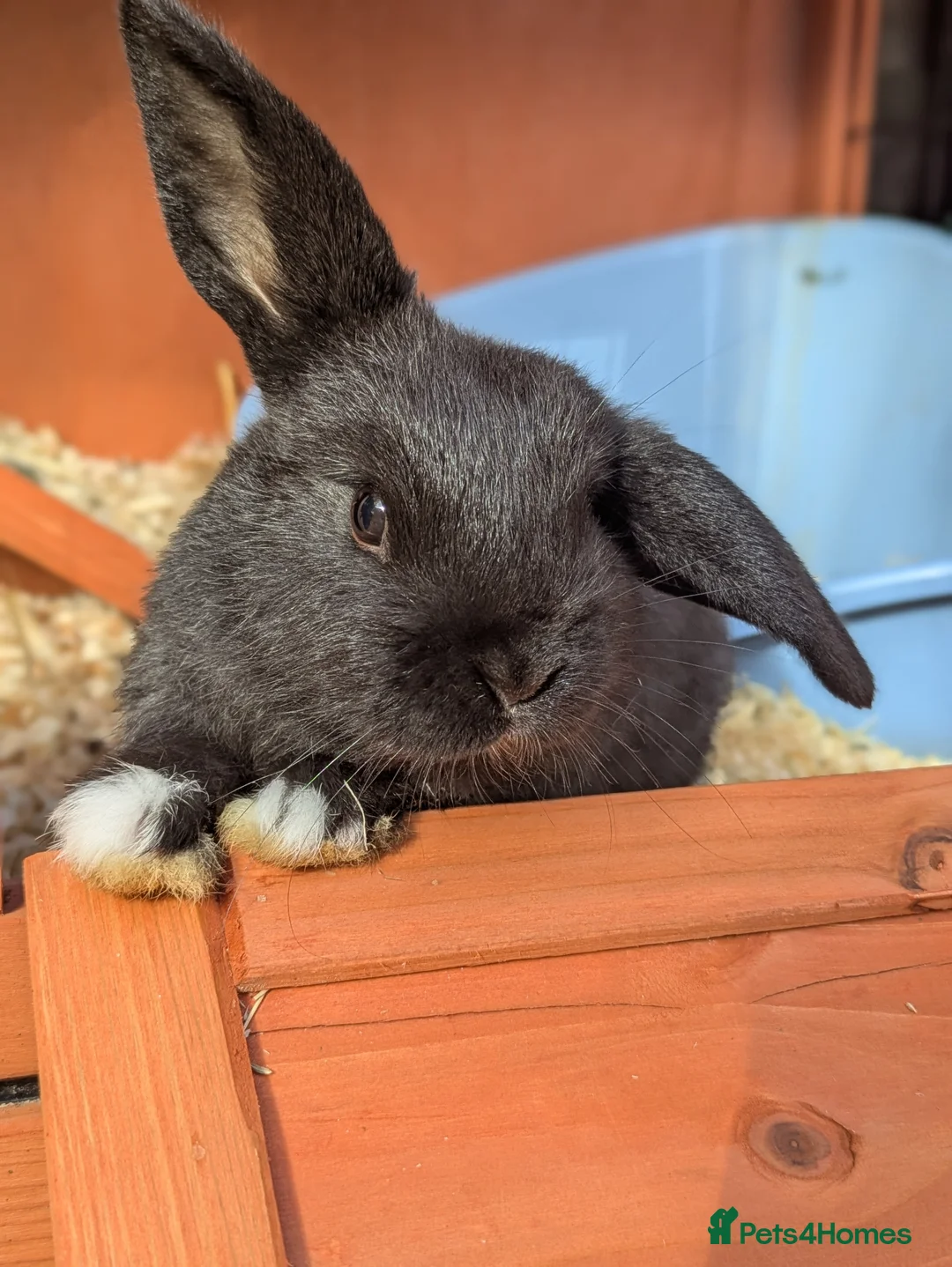 Mini Lop rabbits for sale: Beautiful Friendly Mini Lops - Advert 6