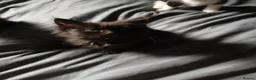 Mixed Breed cats for sale: Kittens  - Advert 3