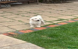 Bichon Frise dogs for sale: Teddy  - Image 4