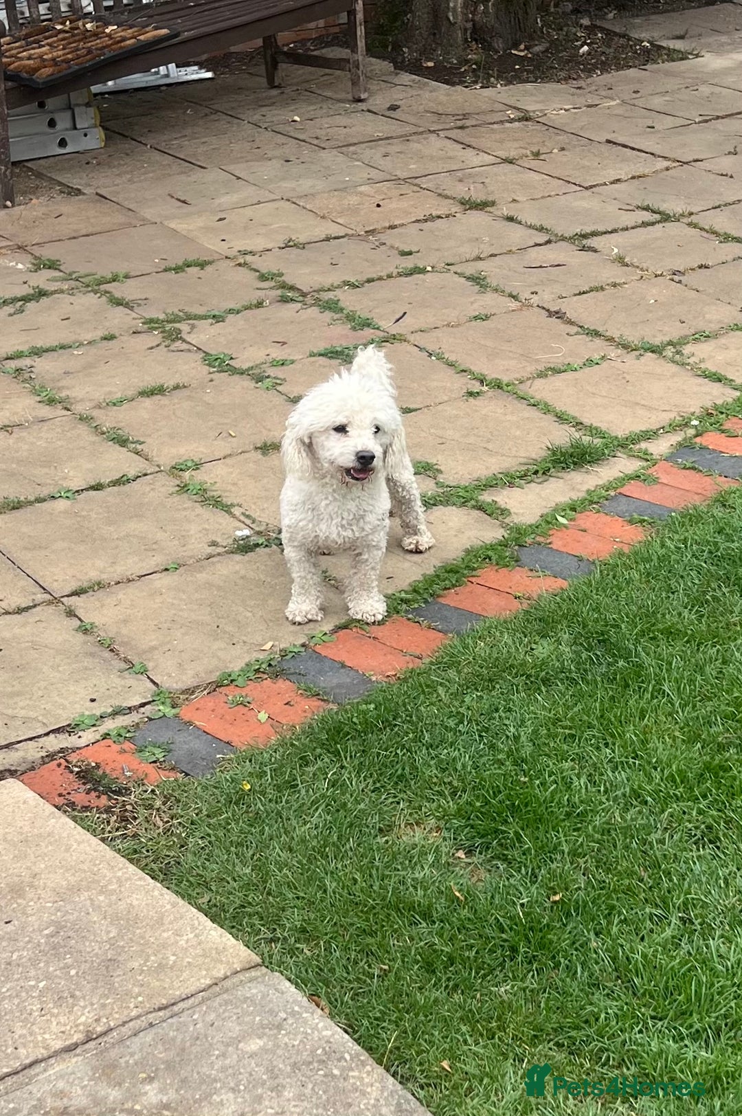 Bichon Frise dogs for sale: Teddy  - Image 4