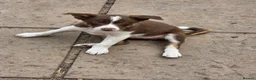 Border Collie dogs for sale: Border collie pups  in Leicester - Advert 5