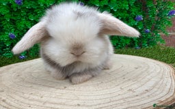 Mini Lop rabbits for sale: Stunning mini lops - Image 9