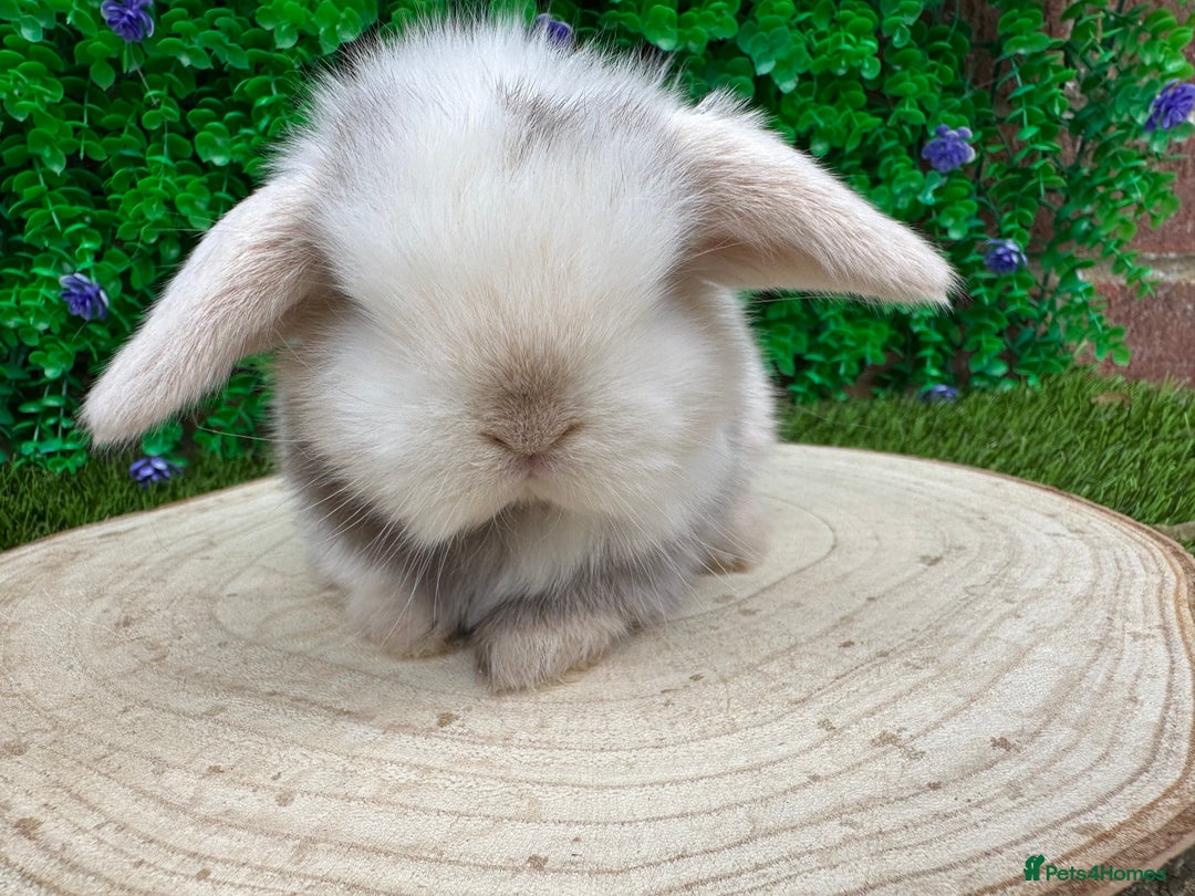 Mini Lop rabbits for sale: Stunning mini lops - Image 9