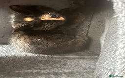 Mixed Breed cats for sale: 6 playful kittens - Image 6