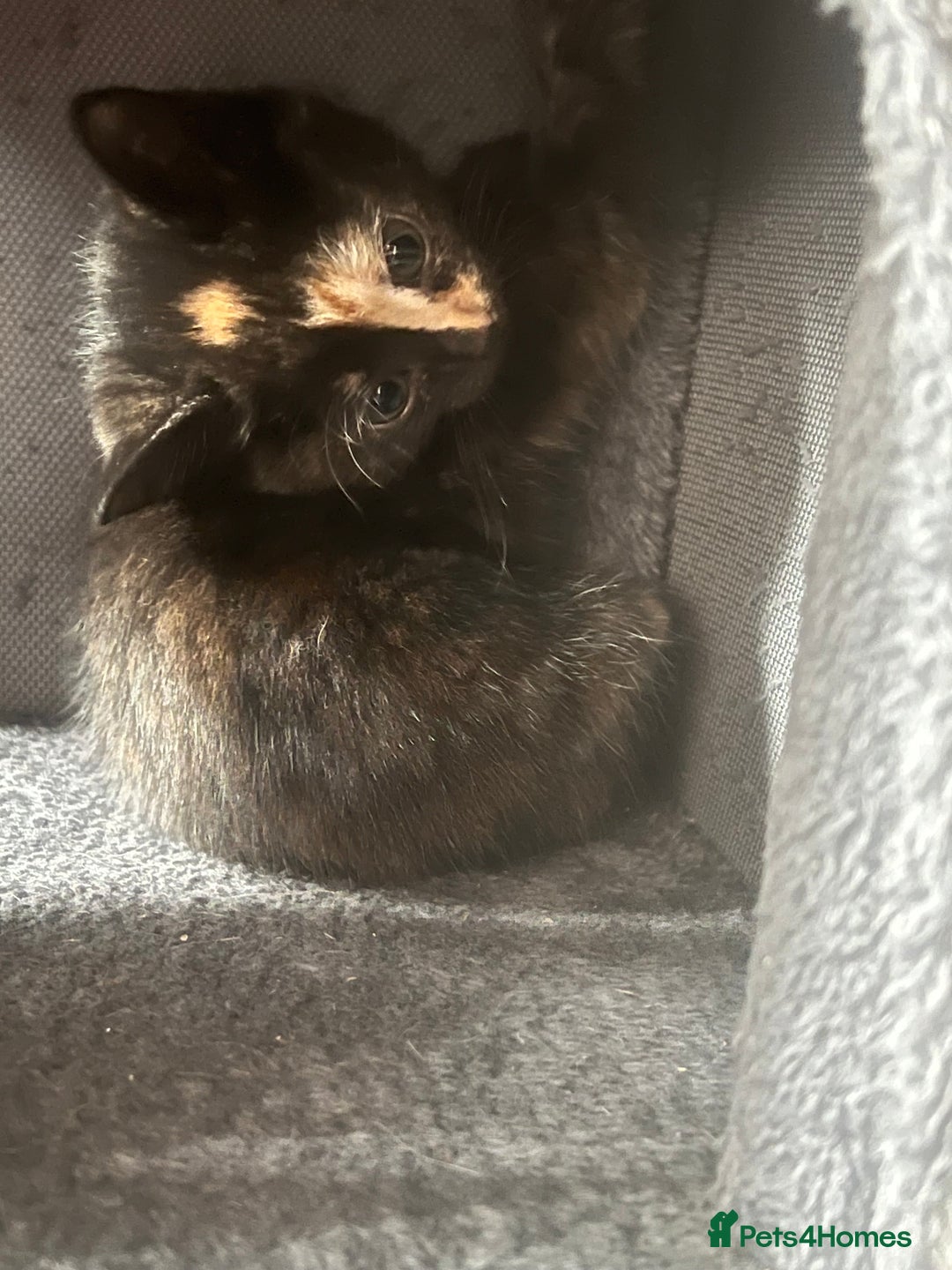 Mixed Breed cats for sale: 6 playful kittens - Image 6