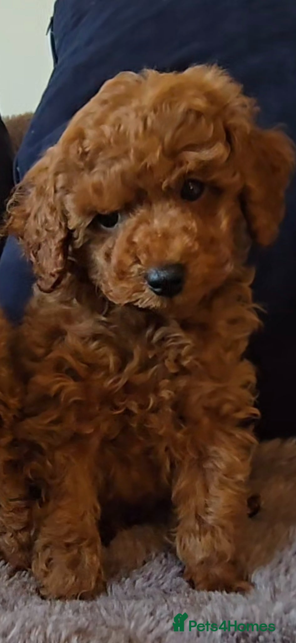 Toy Poodle dogs Quality deep red toy poodle puppy Boy - Advert 1