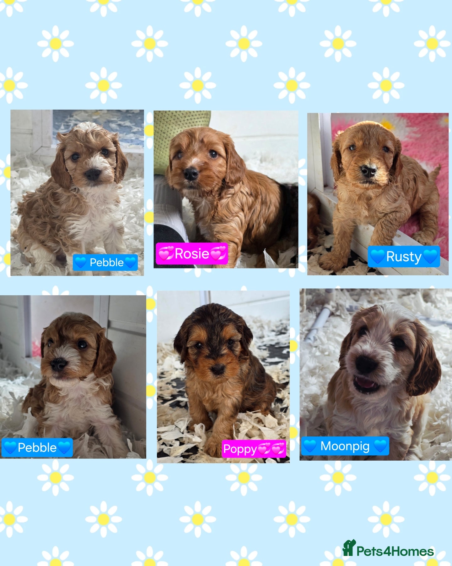 Cockapoo dogs Health Tested F2 Cockapoo Puppies  - Advert 1