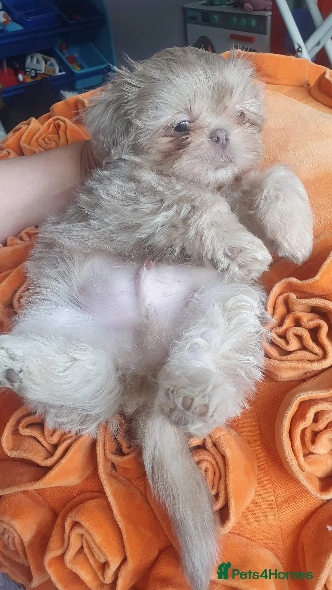 Shih Tzu dogs for stud: LAVENDER Tiniest lavender stud in Wales  in Cardiff - Advert 13