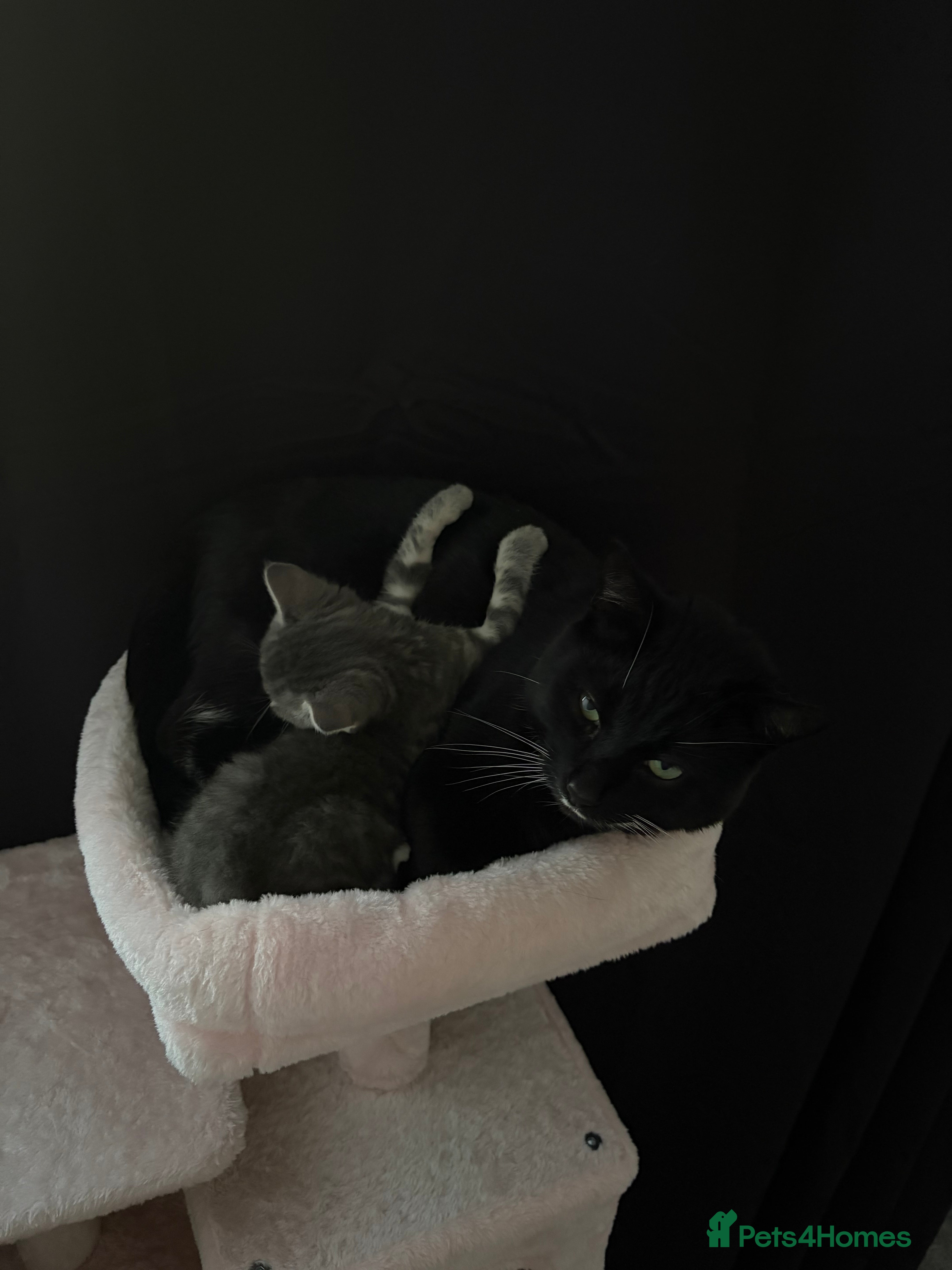 Mixed Breed cats Youdis Cat black and white cat - Advert 1