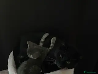 Mixed Breed cats Youdis Cat black and white cat - Advert 2