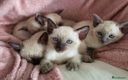 Siamese cats for sale: Old Style Siamese Kittens. Raised with love & care - Image 1