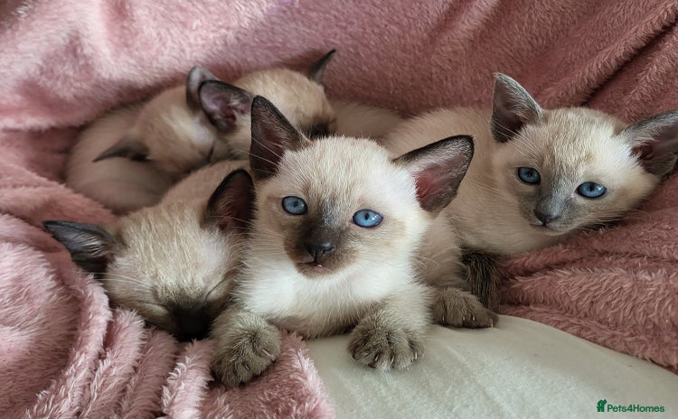 Siamese cats - Advert 1