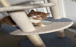 British Shorthair cats for sale: Gorgeous Cinnamon BSH and BLH kittens  - Image 6