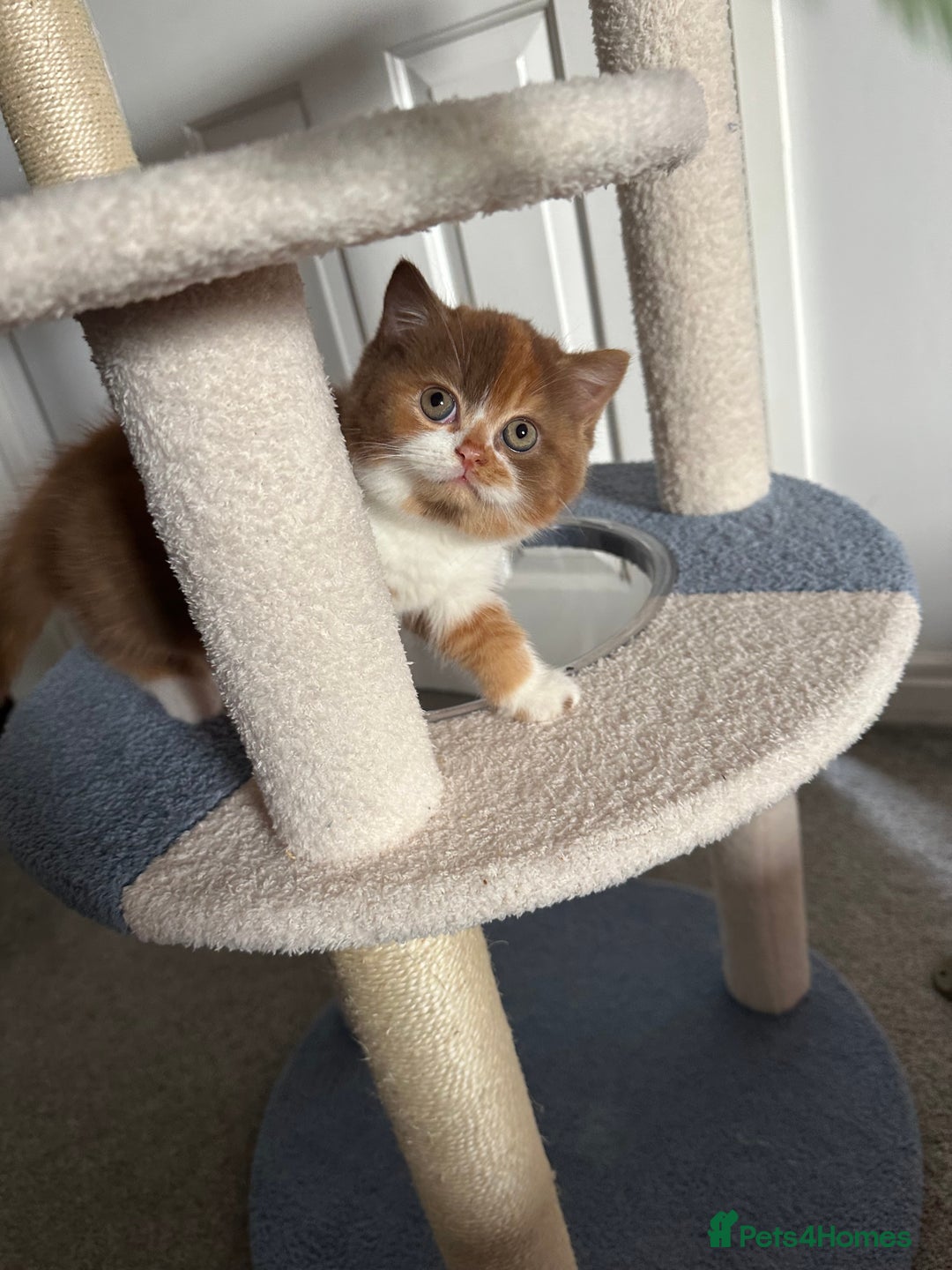 British Shorthair cats for sale: Gorgeous Cinnamon BSH and BLH kittens  - Image 6