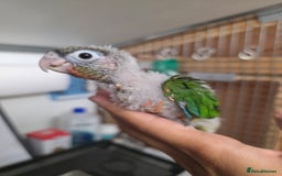 Parrots birds for sale: Handreared Baby Green Cheek Tame Conures  - Image 11