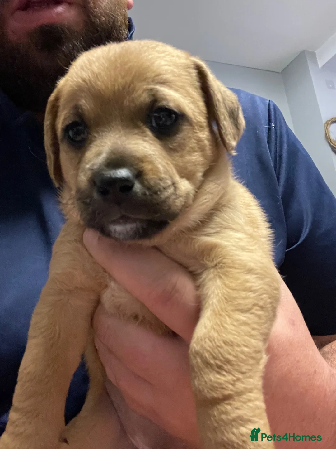Mixed Breed dogs for sale:  ADORABLE PUPPIES LOOKING FOR THEIR FOREVER HOMES - Advert 7