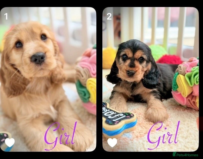 Cocker Spaniel dogs Champion Bloodline KC Show Cocker Spaniel Puppies  - Advert 1