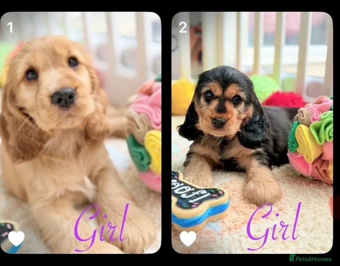 Cocker Spaniel dogs for sale: Champion Bloodline KC Show Cocker Spaniel Puppies  - Advert 1