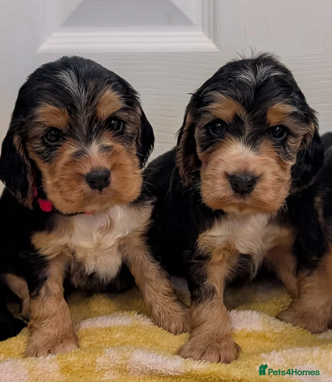 Cocker Spaniel dogs for sale: Kc Health Tested Show Type Cocker Spaniel Puppies - Advert 10