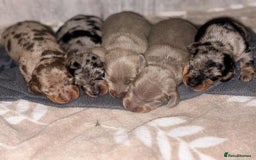Miniature Dachshund dogs for sale: Miniature dachshund puppies for sale - Image 1
