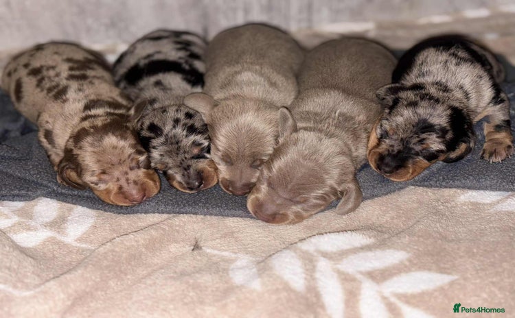 Miniature Dachshund dogs - Advert 5
