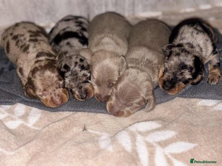 Miniature Dachshund dogs - Advert 19