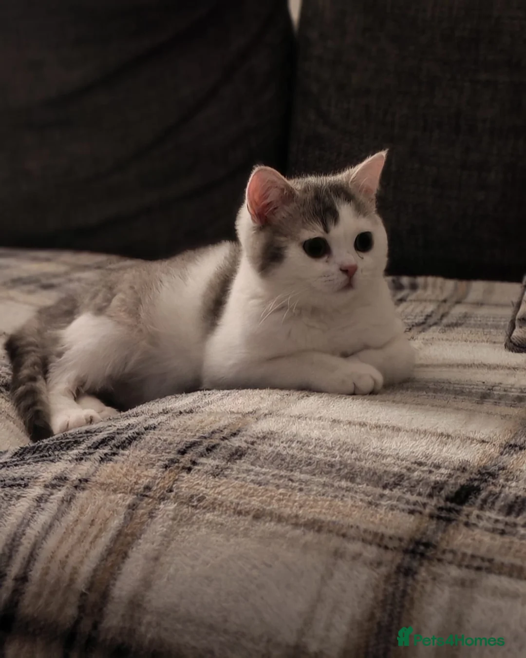 British Shorthair cats for sale: British shorthair  - Advert 2