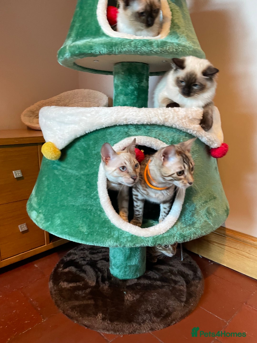 Bengal cats for sale:  Beautiful Bengals able to leave. - Advert 2