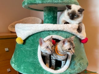 Bengal cats Beautiful Bengals able to leave. - Advert 4