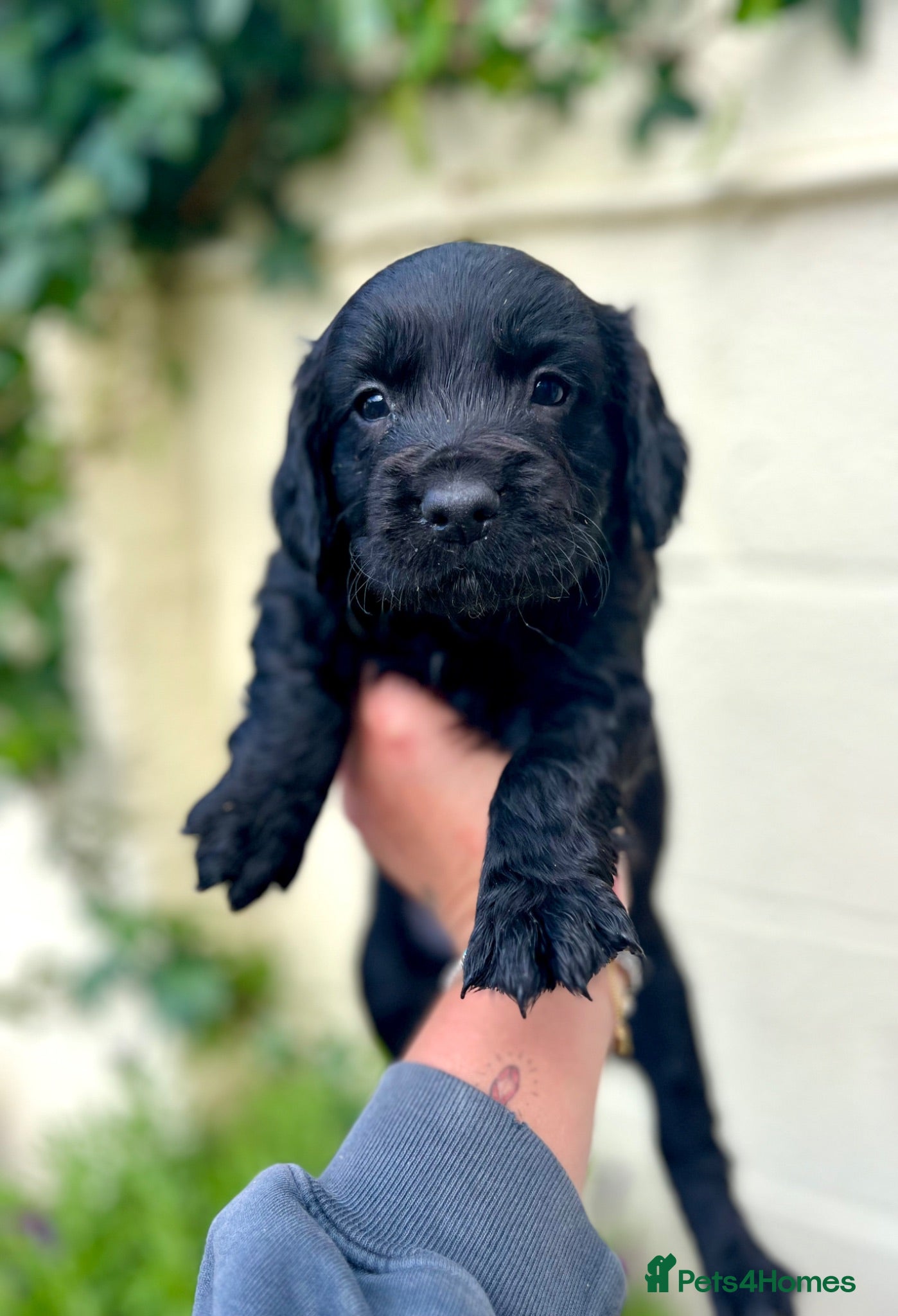 Cocker Spaniel dogs READY TO LEAVE. Outstanding cocker spaniel puppies - Advert 7
