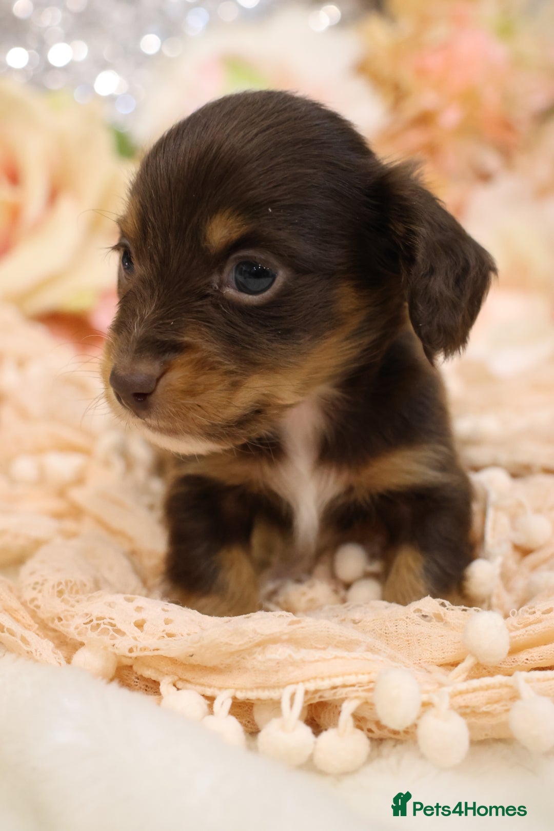 Miniature Dachshund dogs for sale: KC Longhair Miniature Dachshund Puppies - Advert 20