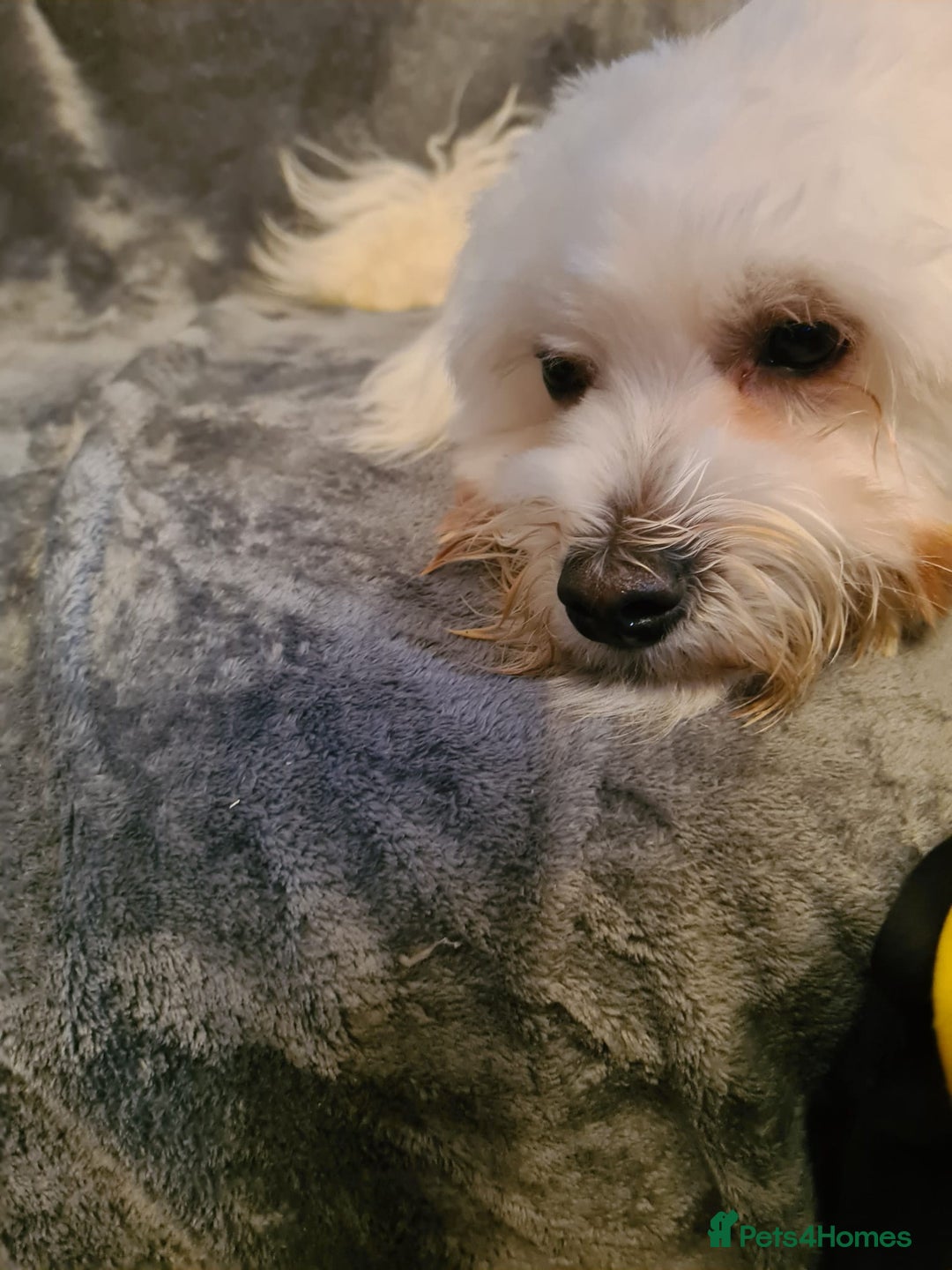 Maltese dogs for sale: Maltese Male 16 month old - Advert 5
