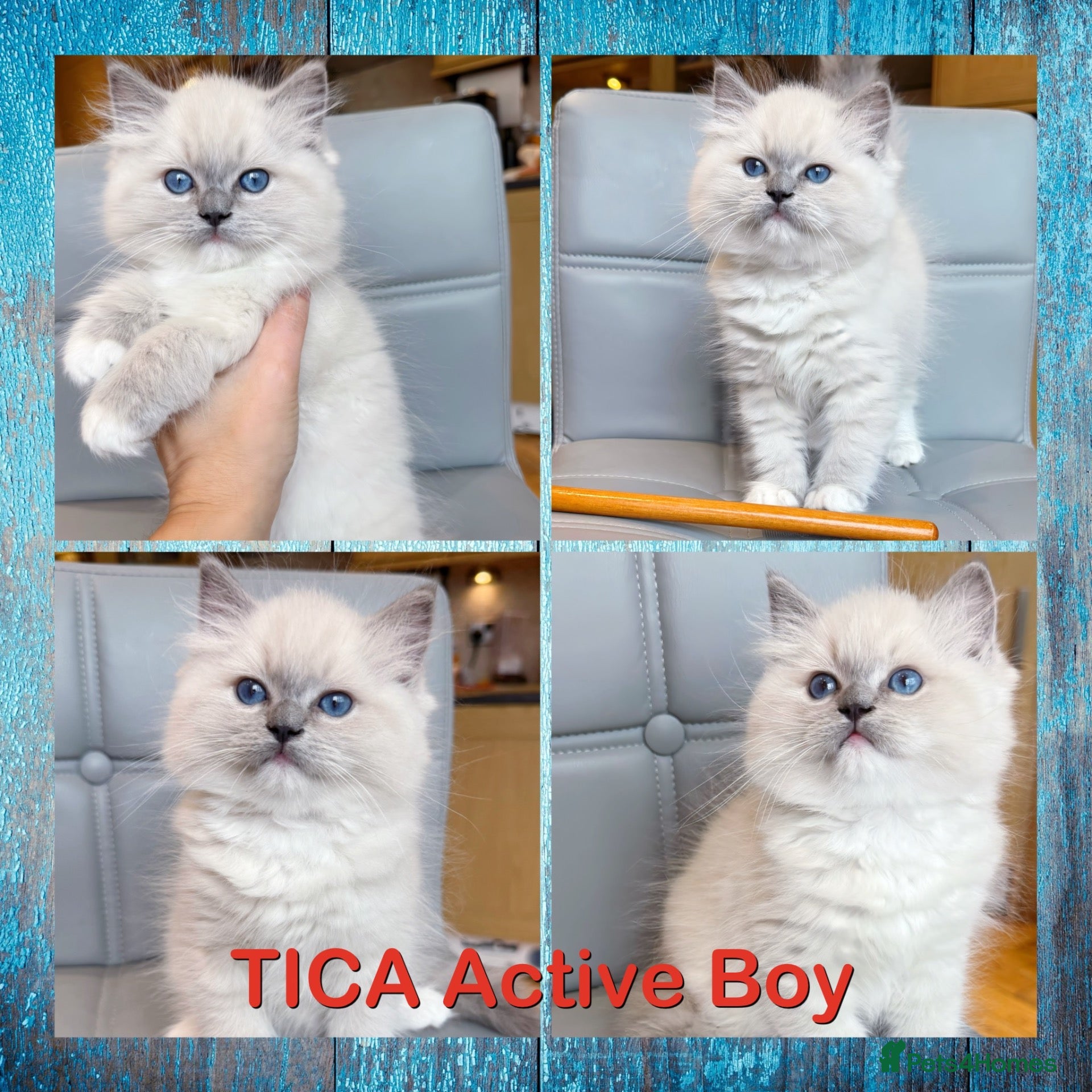 Ragdoll cats Pure Ragdoll kittens Registered and DNA tested  - Advert 1