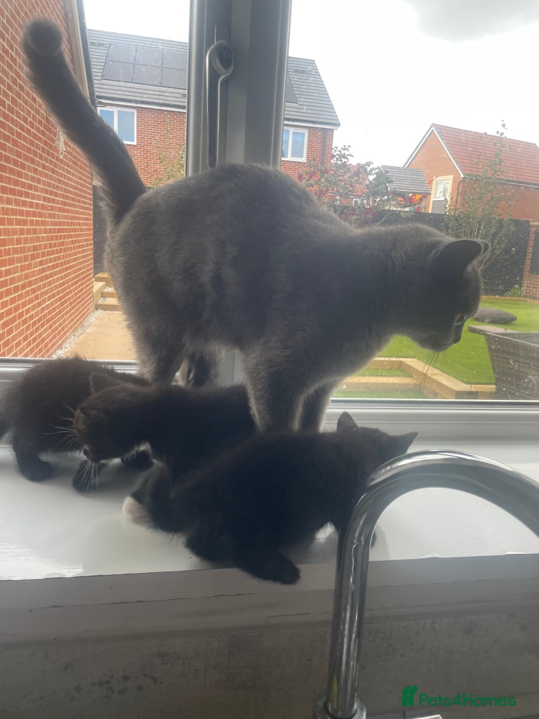Mixed Breed cats for sale: Kittens For Sale  - Image 9