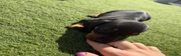 Miniature Dachshund dogs for sale: Miniature dachshund puppies  in Bridgwater - Advert 8