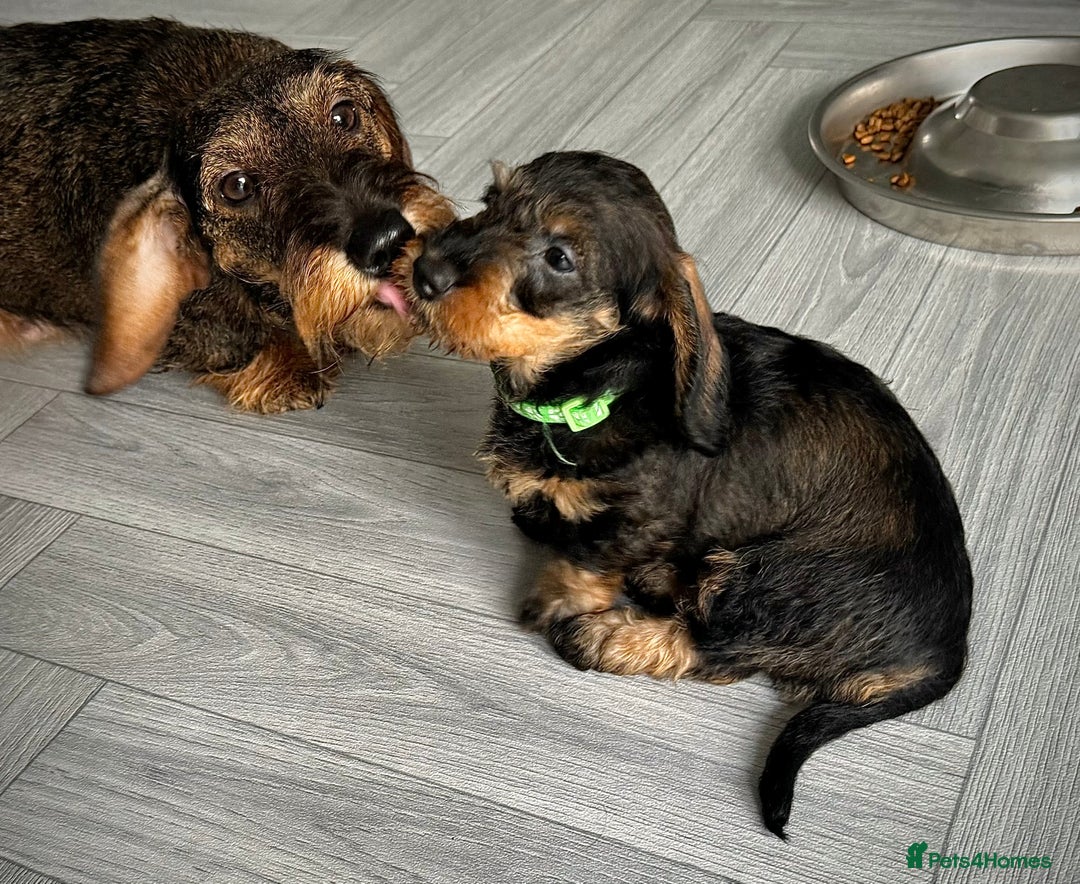 Miniature Dachshund dogs for sale: KC Reg Wire Haired Miniature Dachshund Puppies  - Advert 1