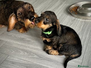 Miniature Dachshund dogs KC Reg Wire Haired Miniature Dachshund Puppies - Advert 14