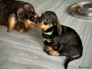 Miniature Dachshund dogs KC Reg Wire Haired Miniature Dachshund Puppies - Advert 3