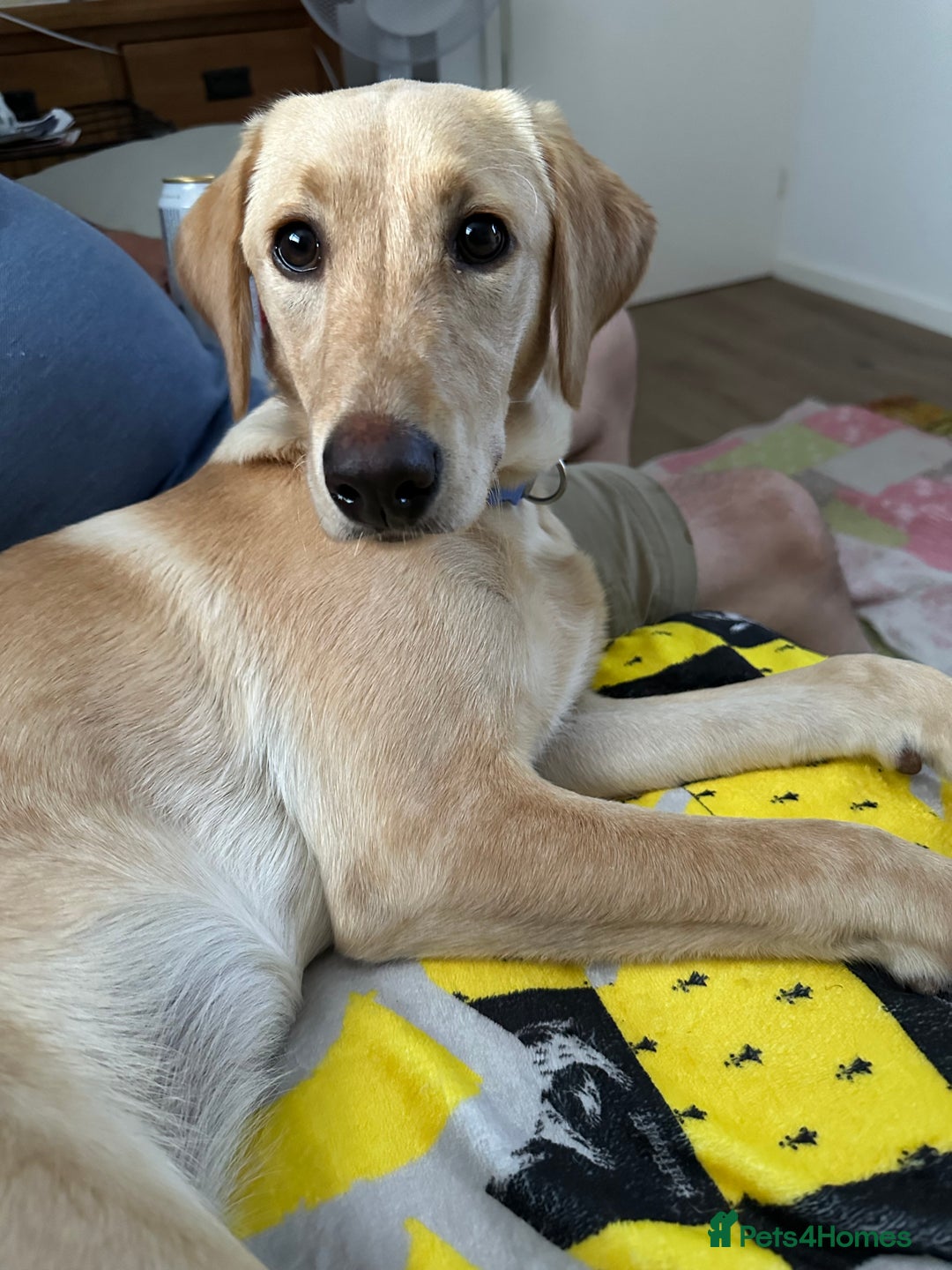Golden Retriever dogs for sale: Golden retriever puppy, 7 months old - Image 2