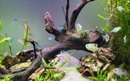 Tetras fish for sale: Fish Tank (200L) - Image 4