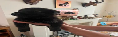 German Shepherd 4