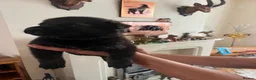 German Shepherd dogs for sale: German Shepard puppies straight back  - Advert 7