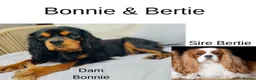 Cavalier King Charles Spaniel dogs for sale:  KC registered Ruby puppies - Advert 11