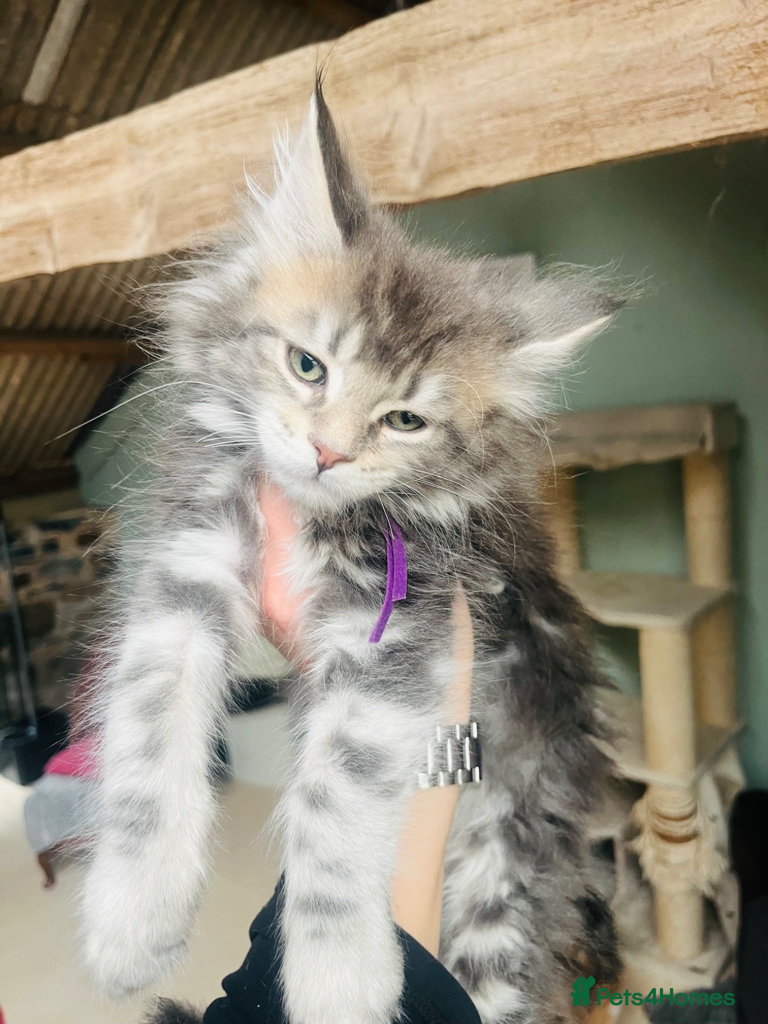 Maine Coon cats Stunning pedigree Maine coon kittens TICA  - Advert 1