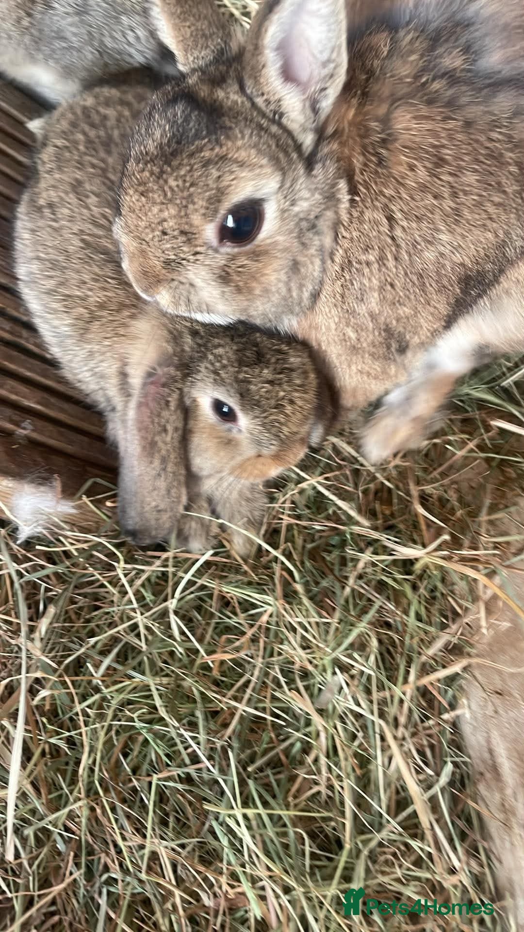 Netherland Dwarf rabbits Rabbits for sale - Advert 1