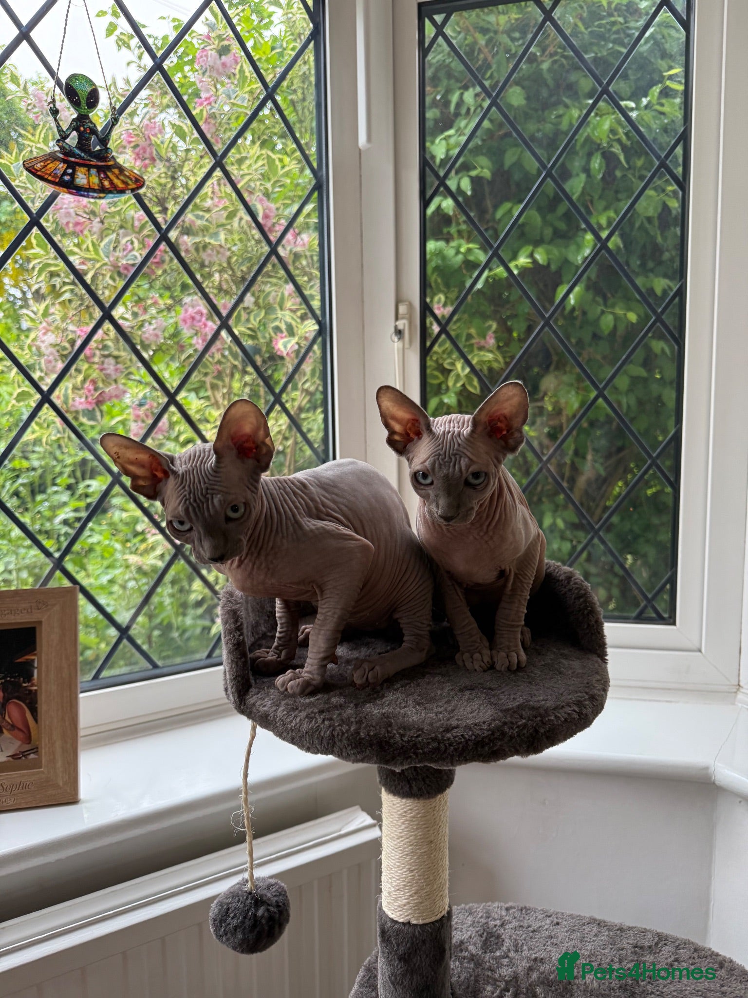 Sphynx cats Two Sphynx Boys Looking for Their Forever Home ❤️ - Advert 1
