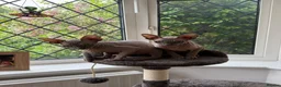 Sphynx cats for sale: Two Sphynx Boys Looking for Their Forever Home ❤️ - Advert 1