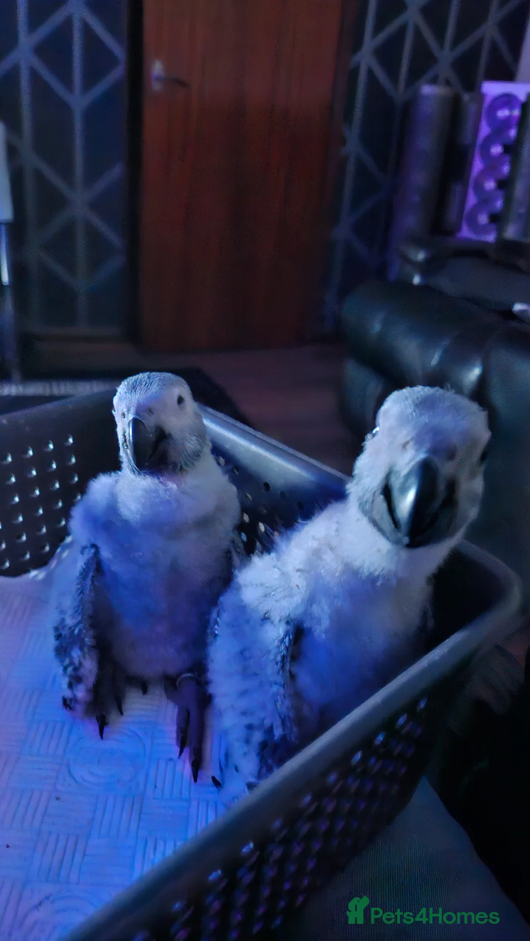 Parrots birds for sale: Hand reared Baby African Greys congo  - Advert 3